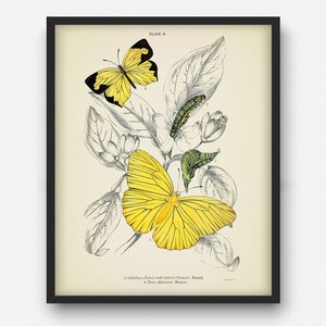Vintage butterfly print, Printable wall art for living room, kitchen, bedroom, Insect art, Butterfly gift idea, INSTANT DOWNLOAD poster