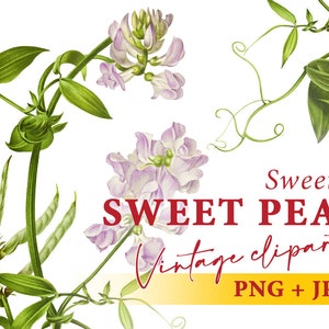 Vintage Sweet Pea clipart, Pink Flower illustration, Floral Clipart, Transparent background PNG, Commercial use, Instant download PNG