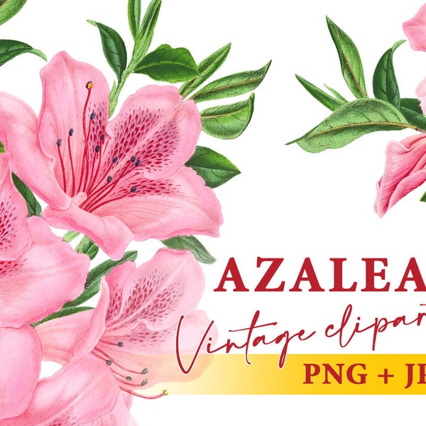 Vintage azalea branch clipart, Transparent background PNG, Commercial use botany illustration, Pink flower Instant download design element