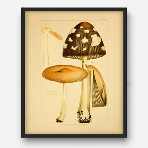 Vintage poisonous mushroom print, Printable wall decor, Botanical kitchen decor, Gift for chef, Fungi Poster Illustration INSTANT DOWNLOAD