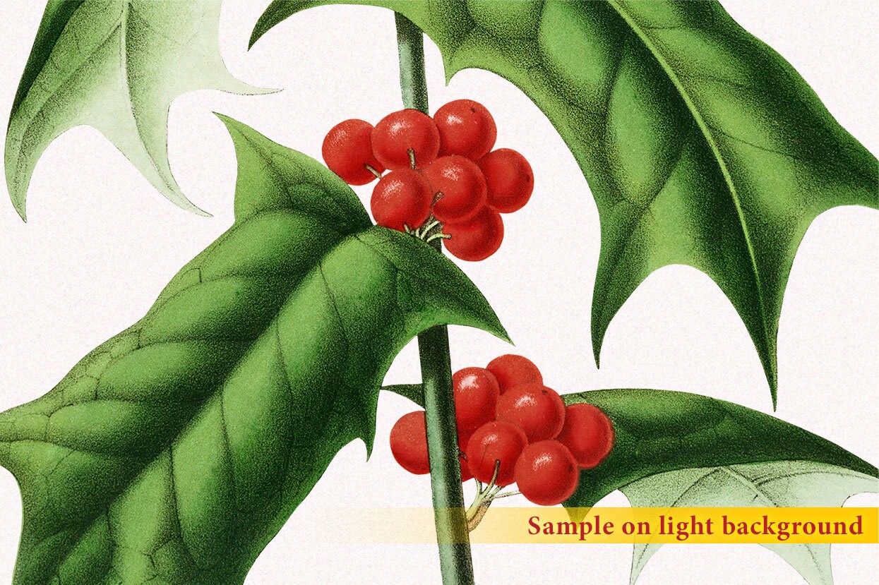 Vintage Christmas Holly Berries Clipart Christmas Graphics | Etsy