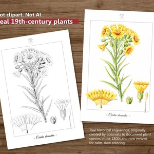 Botanica III Vintage botanische Malvorlagen / Malseiten für Erwachsene & Kinder / Druckbare antike florale Line Art / langsames Färben Bild 5