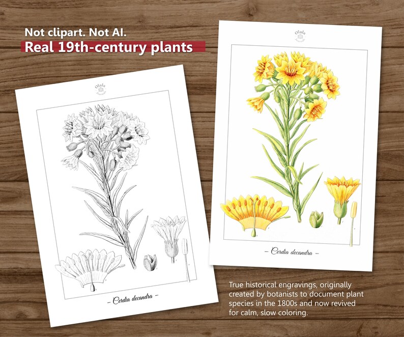 Botanica III Vintage botanische Malvorlagen / Malseiten für Erwachsene & Kinder / Druckbare antike florale Line Art / langsames Färben Bild 5