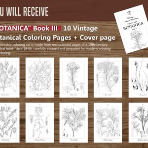 Botanica III Vintage botanische Malvorlagen / Malseiten für Erwachsene & Kinder / Druckbare antike florale Line Art / langsames Färben Bild 6