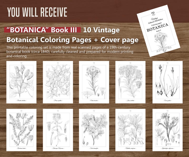 Botanica III Vintage botanische Malvorlagen / Malseiten für Erwachsene & Kinder / Druckbare antike florale Line Art / langsames Färben Bild 6