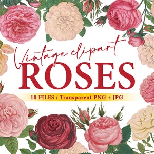 Vintage rose clipart Vol.1, 10 fondo transparente PNG, uso comercial ilustración floral vintage, elementos de diseño de descarga instantánea