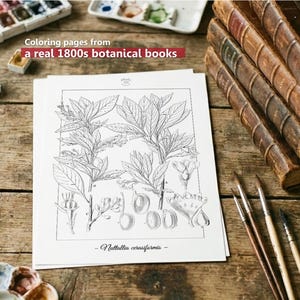 Botanica III Vintage botanische Malvorlagen / Malseiten für Erwachsene & Kinder / Druckbare antike florale Line Art / langsames Färben Bild 2