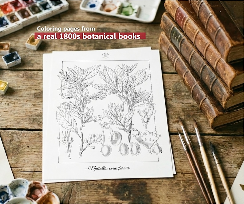 Botanica III Vintage botanische Malvorlagen / Malseiten für Erwachsene & Kinder / Druckbare antike florale Line Art / langsames Färben Bild 2