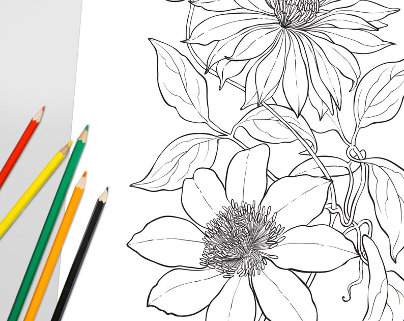 Clematis Flowers Coloring Page, Printable Adult Floral Coloring ...