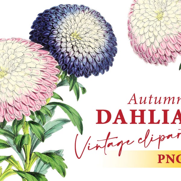 Vintage Dahlia flowers clipart, Pink flower illustration, Transparent background PNG, Commercial use Instant download design element #0152