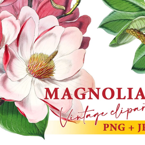 Vintage magnolia flower clipart,  Transparent background PNG, Commercial use vintage floral illustration, Instant download design elements