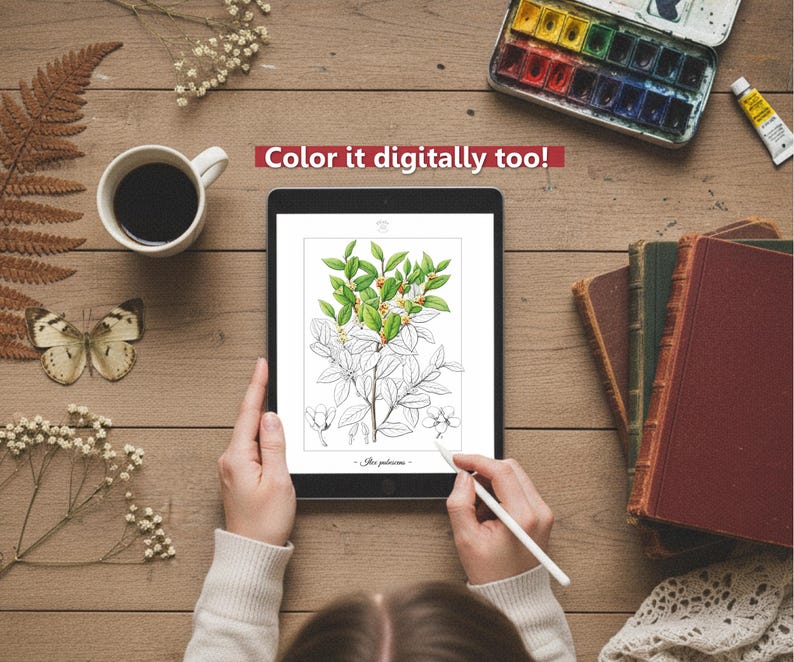 Botanica I Pagine da colorare botaniche vintage / Pagine da colorare per adulti e bambini / Disegni floreali antichi stampabili / Colorazione lenta immagine 10