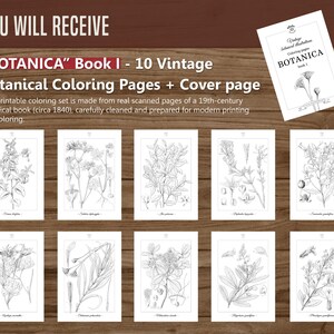 Botanica I Pagine da colorare botaniche vintage / Pagine da colorare per adulti e bambini / Disegni floreali antichi stampabili / Colorazione lenta immagine 6