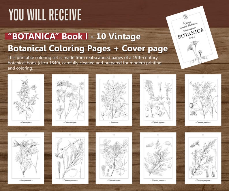 Botanica I Pagine da colorare botaniche vintage / Pagine da colorare per adulti e bambini / Disegni floreali antichi stampabili / Colorazione lenta immagine 6