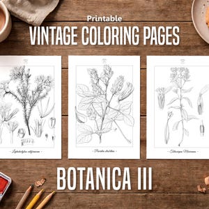 Botanica III Vintage botanische Malvorlagen / Malseiten für Erwachsene & Kinder / Druckbare antike florale Line Art / langsames Färben Bild 1