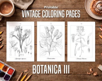 Botanica III Vintage botanische Malvorlagen / Malseiten für Erwachsene & Kinder / Druckbare antike florale Line Art / langsames Färben