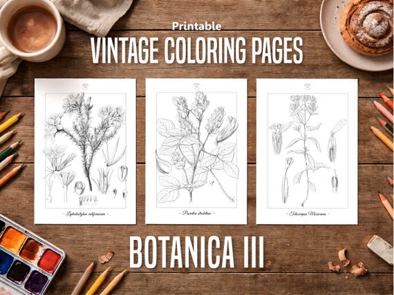 Botanica III Vintage Botanical Coloring Pages / Coloring Pages for Adults & Kids / Printable Antique Floral Line Art / Slow Coloring
