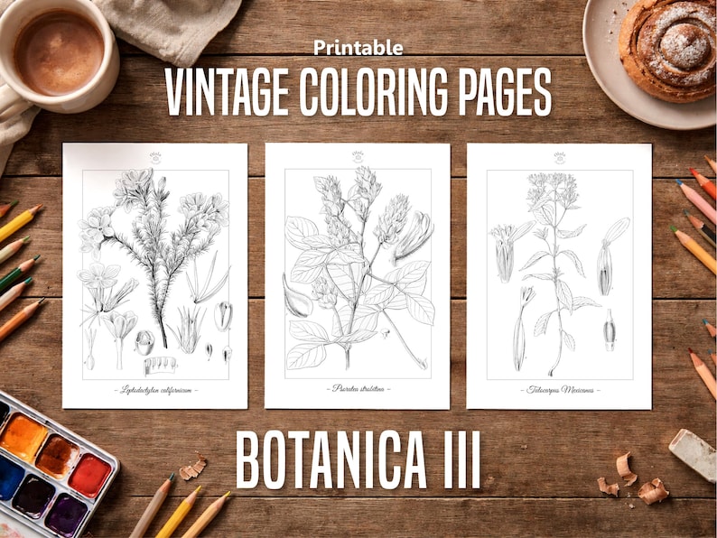Botanica III Vintage botanische Malvorlagen / Malseiten für Erwachsene & Kinder / Druckbare antike florale Line Art / langsames Färben Bild 1