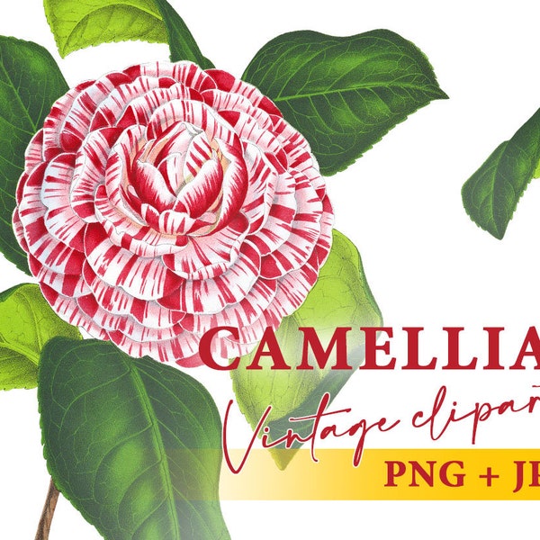 clipart vintage de fleurs de camélia, Illustration de fleurs roses, Fond transparent PNG, Utilisation commerciale, Élément de conception à téléchargement instantané