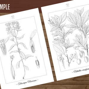 Botanica III Vintage botanische Malvorlagen / Malseiten für Erwachsene & Kinder / Druckbare antike florale Line Art / langsames Färben Bild 8