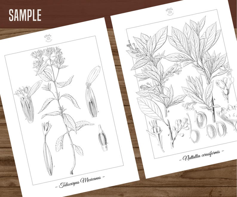 Botanica III Vintage botanische Malvorlagen / Malseiten für Erwachsene & Kinder / Druckbare antike florale Line Art / langsames Färben Bild 8