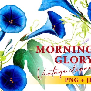 Vintage Morning glory flowers clipart, Blue flower illustration, Transparent background PNG, Commercial use, Instant download design element