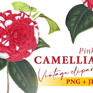 Vintage Camellia flowers clipart, Pink flower illustration, Transparent background PNG, Commercial use, Instant download design element