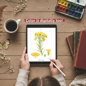 Botanica III Vintage botanische Malvorlagen / Malseiten für Erwachsene & Kinder / Druckbare antike florale Line Art / langsames Färben Bild 10