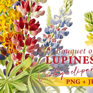 Vintage bouquet of Lupines PNG, Transparent background clipart, Pink flower illustration, Commercial use Instant download design element