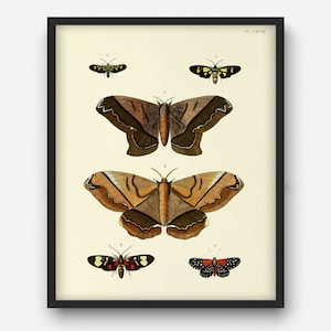 Vintage butterfly print, Printable wall art for living room, kitchen, bedroom, Insect art, Butterfly gift idea, INSTANT DOWNLOAD poster