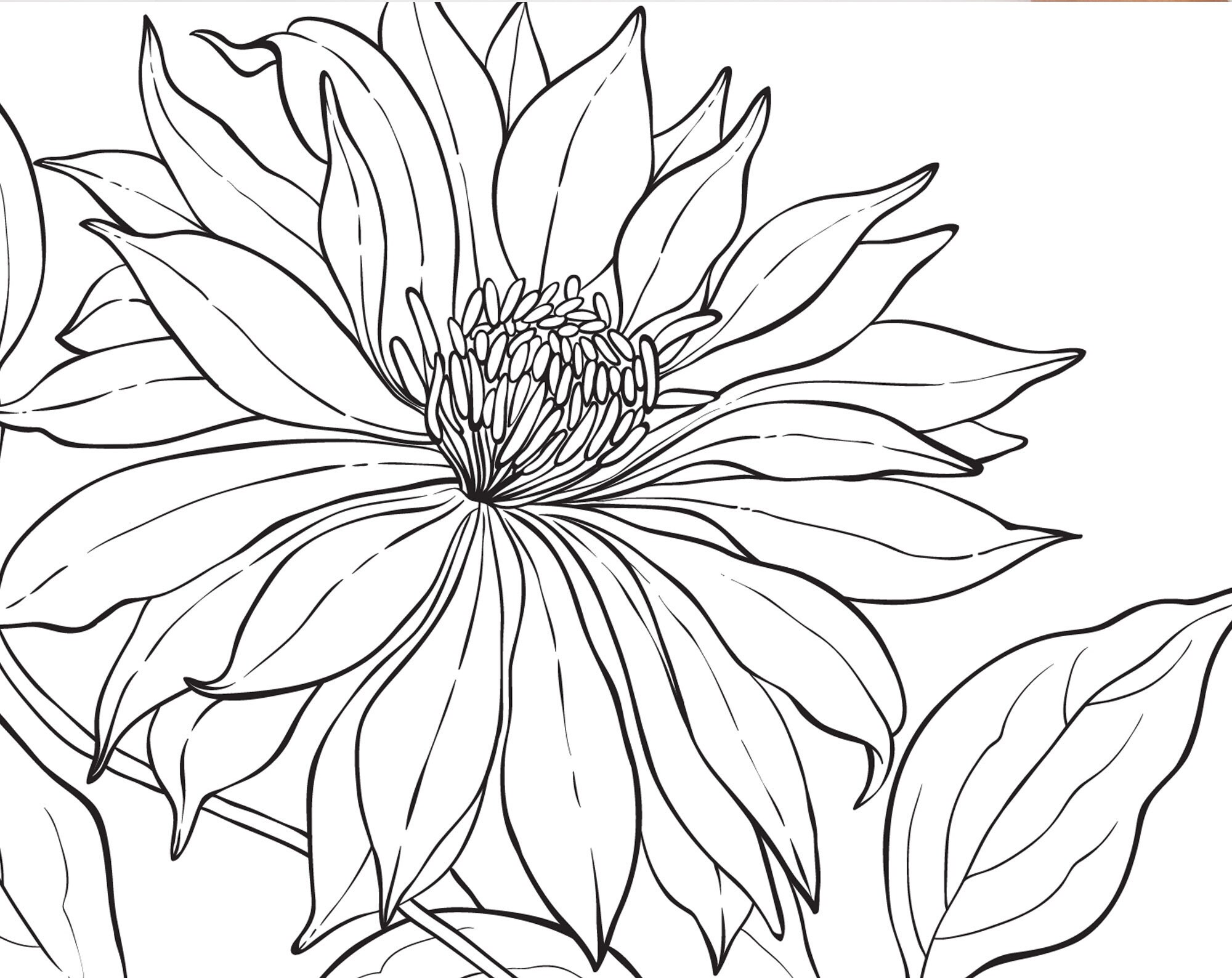 Clematis Flowers Coloring Page, Printable Adult Floral Coloring ...