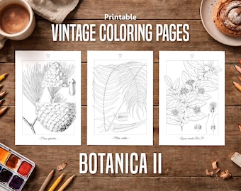 Botanica II Vintage botanische Malseiten / Malseiten für Erwachsene & Kinder / Druckbare antike florale Line Art Line Art / langsames Färben