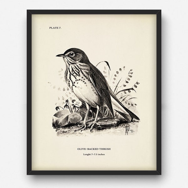 Vintage Olive-backed thrush print INSTANT DOWNLOAD, Printable wall decor, Ornithology gift, Retro bird illustration, Bird living room decor