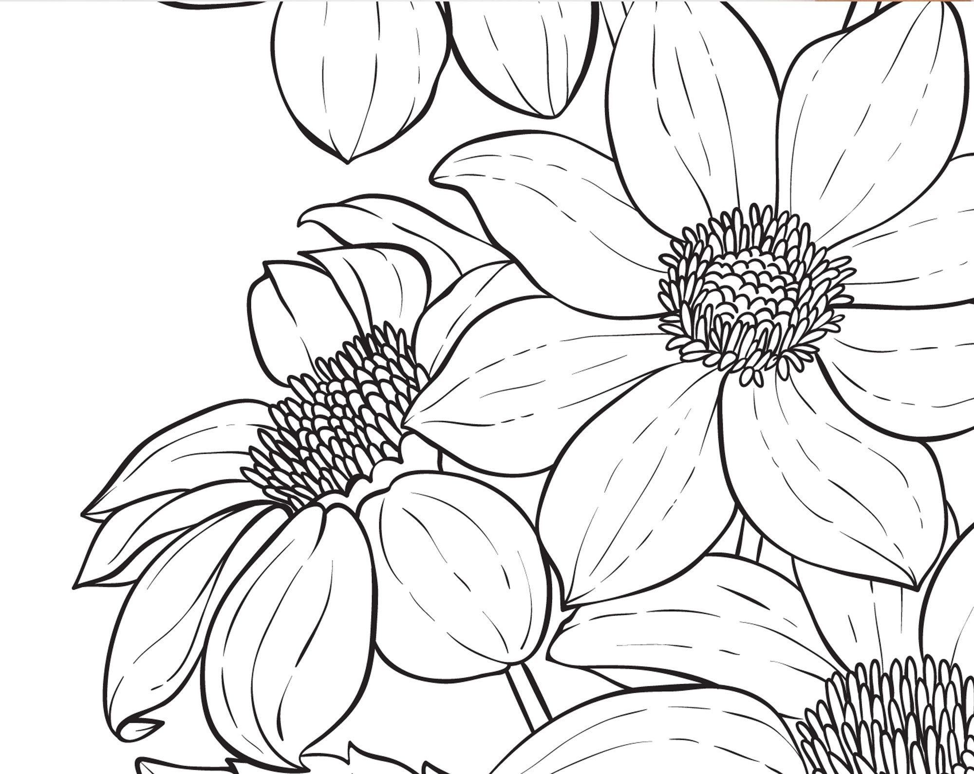 Dahlia printable coloring page Adult floral coloring book | Etsy