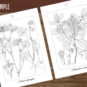 Botanica I Pagine da colorare botaniche vintage / Pagine da colorare per adulti e bambini / Disegni floreali antichi stampabili / Colorazione lenta immagine 8