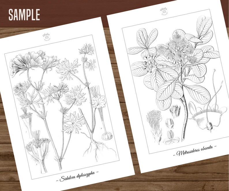 Botanica I Pagine da colorare botaniche vintage / Pagine da colorare per adulti e bambini / Disegni floreali antichi stampabili / Colorazione lenta immagine 8