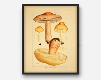 imprimé champignon comestible vintage, décor d’art mural imprimable, décor de cuisine végétale, Cadeau pour chef, Fungi Poster Illustration INSTANT DOWNLOAD