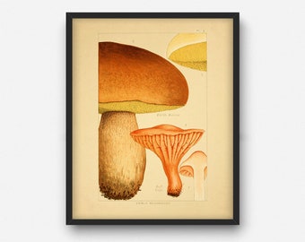 Vintage essbare Pilz Druck, druckbare Wand Kunst Dekor, Gemüse-Küche-Dekor, Geschenk für Koch, Pilze Poster Illustration INSTANT DOWNLOAD