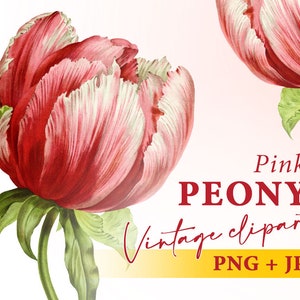 Vintage Peony clipart, Pink Flower illustration, Floral Clipart, Transparent background PNG, Commercial use, Instant download PNG