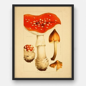 Vintage poisonous mushroom print, Printable wall decor, Botanical kitchen decor, Gift for chef, Fungi Poster Illustration INSTANT DOWNLOAD