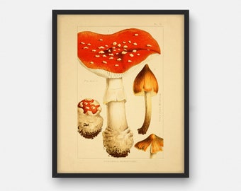 impression de champignon venimeux vintage, décor de mur imprimable, décor botanique de cuisine, cadeau pour le chef, illustration instantanée d’illustration d’affiche de champignons