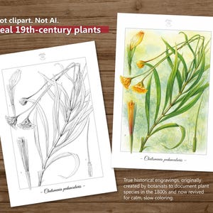 Botanica I Pagine da colorare botaniche vintage / Pagine da colorare per adulti e bambini / Disegni floreali antichi stampabili / Colorazione lenta immagine 5