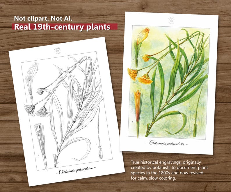 Botanica I Pagine da colorare botaniche vintage / Pagine da colorare per adulti e bambini / Disegni floreali antichi stampabili / Colorazione lenta immagine 5