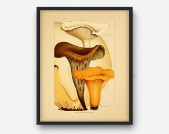 imprimé champignon comestible vintage, décor d’art mural imprimable, décor de cuisine végétale, Cadeau pour chef, Fungi Poster Illustration INSTANT DOWNLOAD