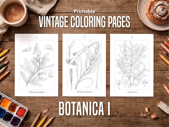 Botanica I Vintage Botanical Coloring Pages / Coloring Pages for Adults & Kids / Printable Antique Floral Line Art / Slow Coloring