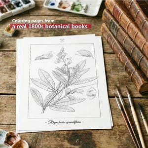 Botanica I Pagine da colorare botaniche vintage / Pagine da colorare per adulti e bambini / Disegni floreali antichi stampabili / Colorazione lenta immagine 2