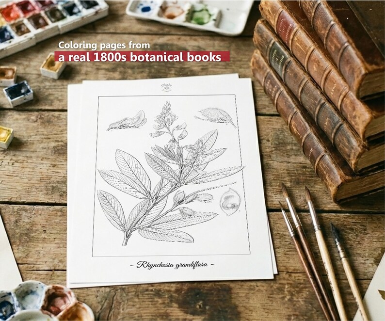 Botanica I Pagine da colorare botaniche vintage / Pagine da colorare per adulti e bambini / Disegni floreali antichi stampabili / Colorazione lenta immagine 2