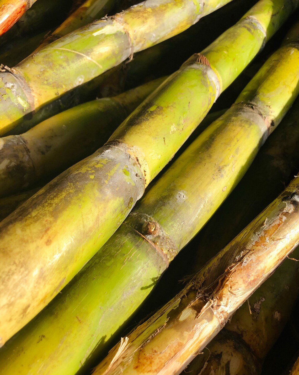 Freshly Cut Sugarcane 40 Sticks Etsy