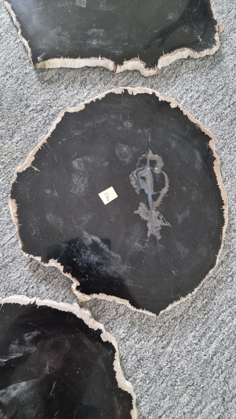 Large Petrified Wood Slabs to Display Your Crystal Skulls and Any Other ...
