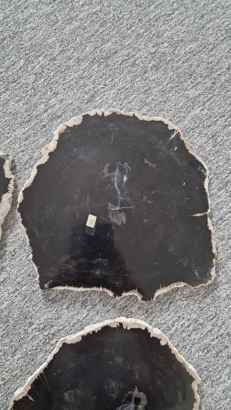 Large Petrified Wood Slabs to Display Your Crystal Skulls and Any Other ...